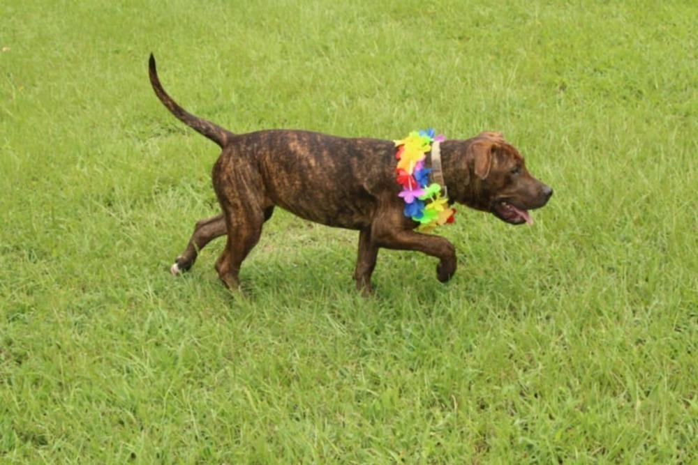 Enlarge Missy, a Adoptable mixed breed in New Bedford, MA image 6/6