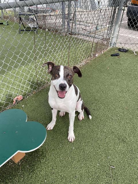 PETEY, Adoptable, Young Male Pointer & Mixed Breed.