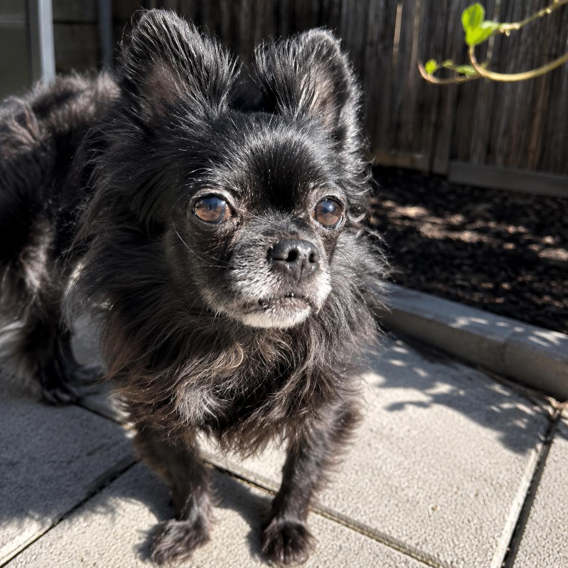HAVANNA, a ADOPTABLE Chihuahua in Abbotsford, BC image 3/3