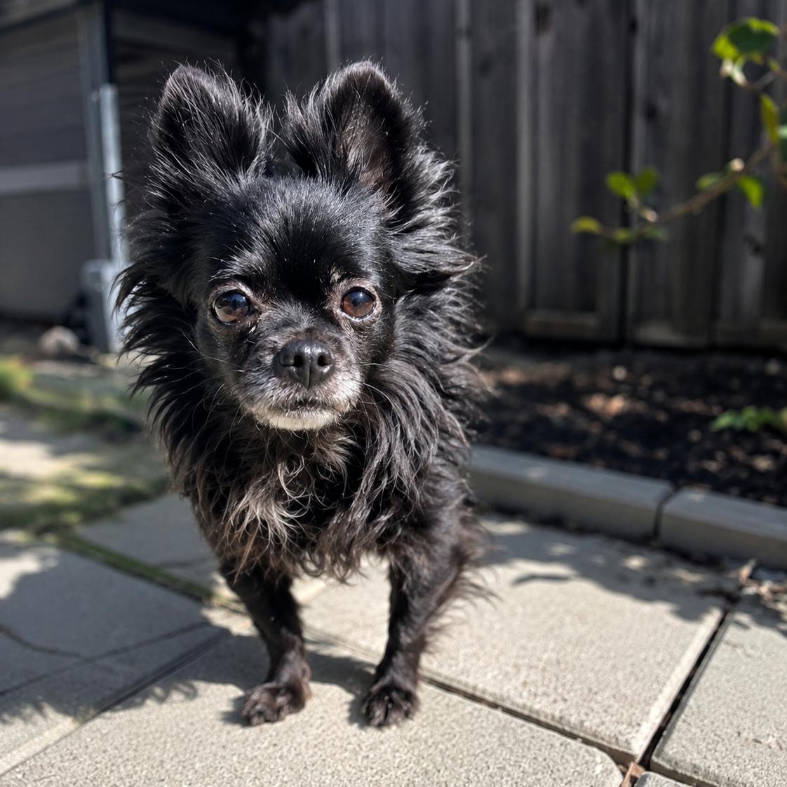 HAVANNA, a ADOPTABLE Chihuahua in Abbotsford, BC image 2/3