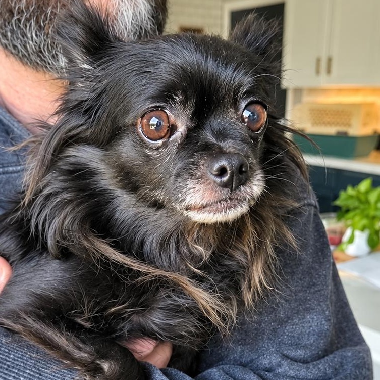 HAVANNA, ADOPTABLE, Senior Female Chihuahua.