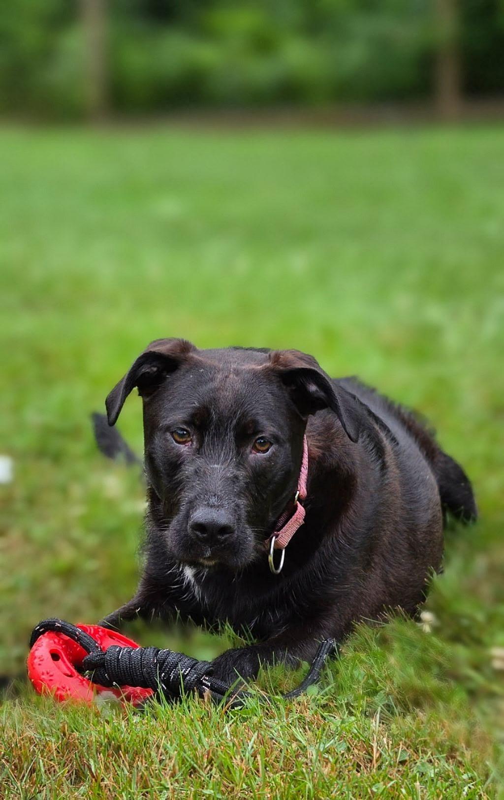 Vera , ADOPTABLE, Young Female Labrador Retriever & Boxer.