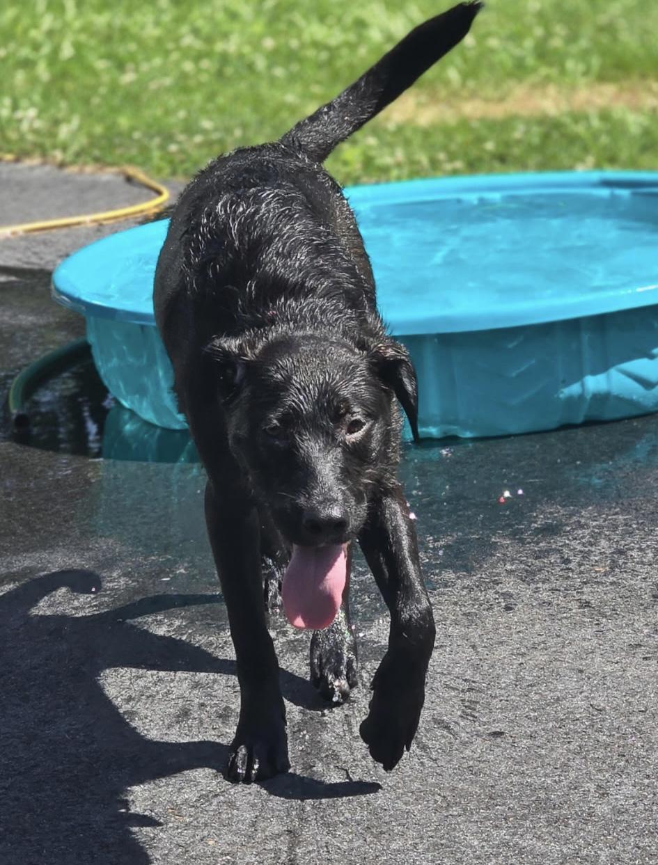 Vera , a ADOPTABLE mixed breed in Watertown, CT image 2/6