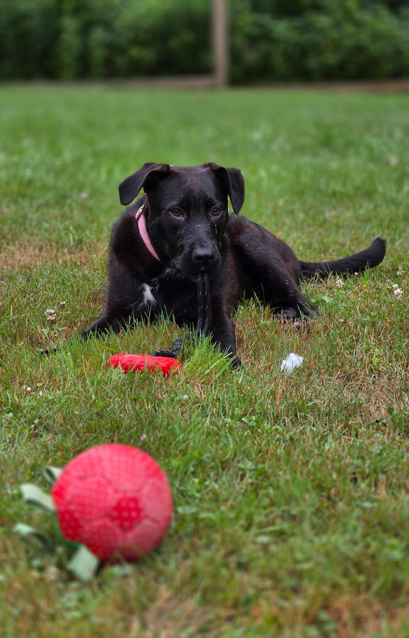 Vera , a ADOPTABLE mixed breed in Watertown, CT image 5/6
