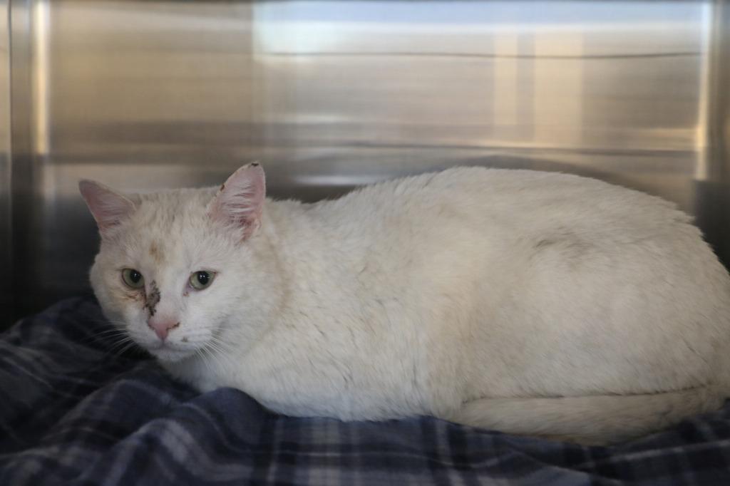 Juicey, Adoptable, Adult Male Domestic Short Hair.