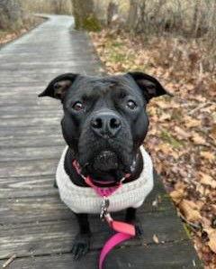 Enlarge Serena, a Adoptable Pit Bull Terrier in Framingham, MA image 1/3