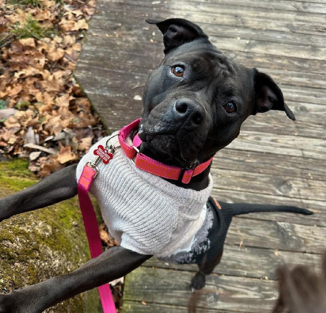 Enlarge Serena, a Adoptable Pit Bull Terrier in Framingham, MA image 2/3