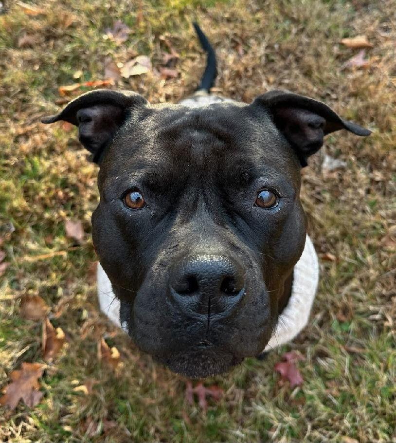Enlarge Serena, a Adoptable Pit Bull Terrier in Framingham, MA image 3/3