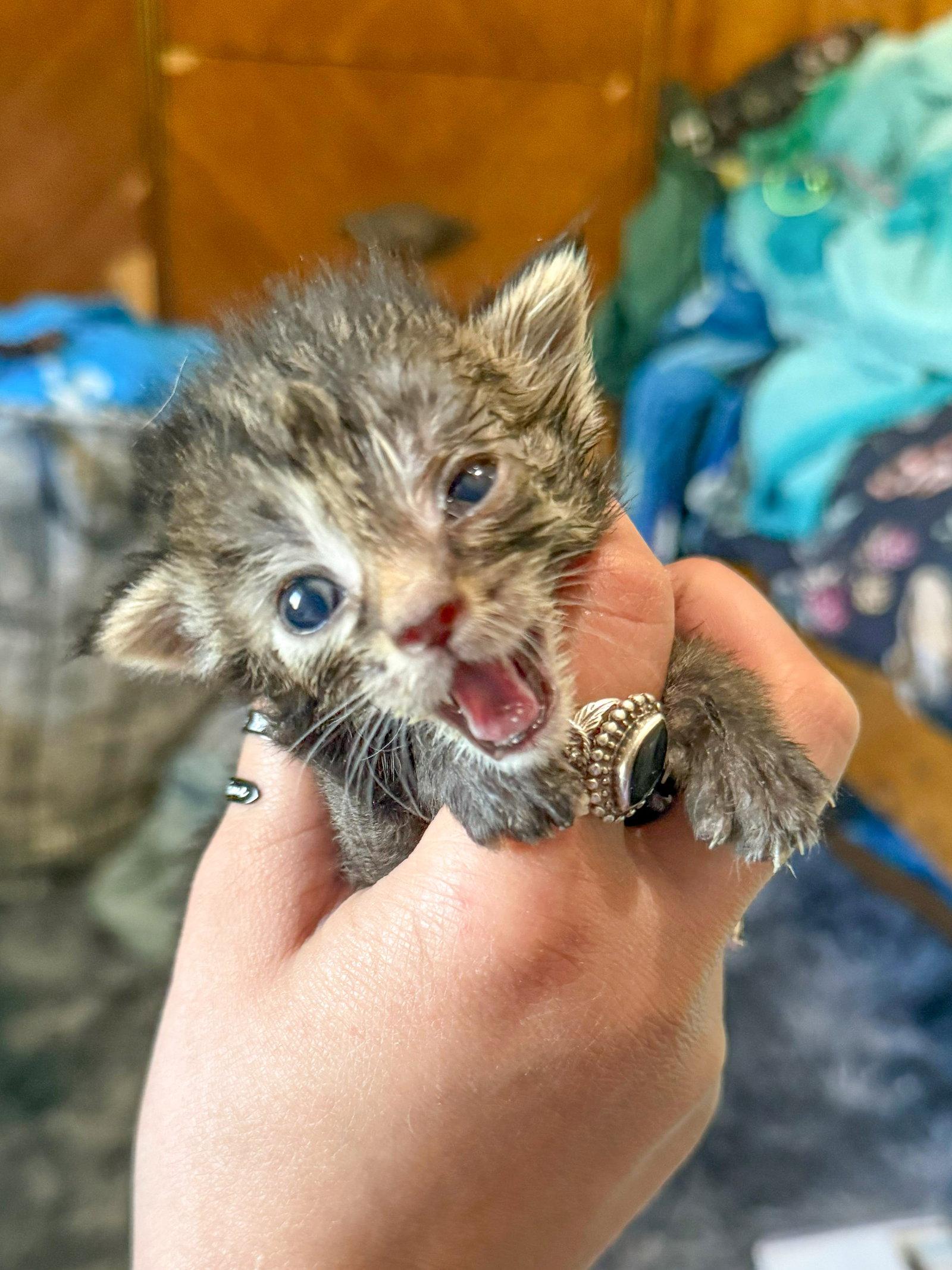 Drizzle, Adoptable, Kitten Female Domestic Short Hair.