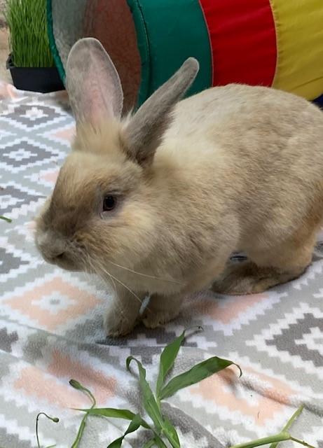 Enlarge Mojo and Dojo, a Adopted Bunny Rabbit in Quilcene, WA image 2/4