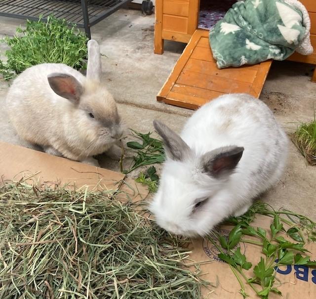 Enlarge Mojo and Dojo, a Adopted Bunny Rabbit in Quilcene, WA image 1/4