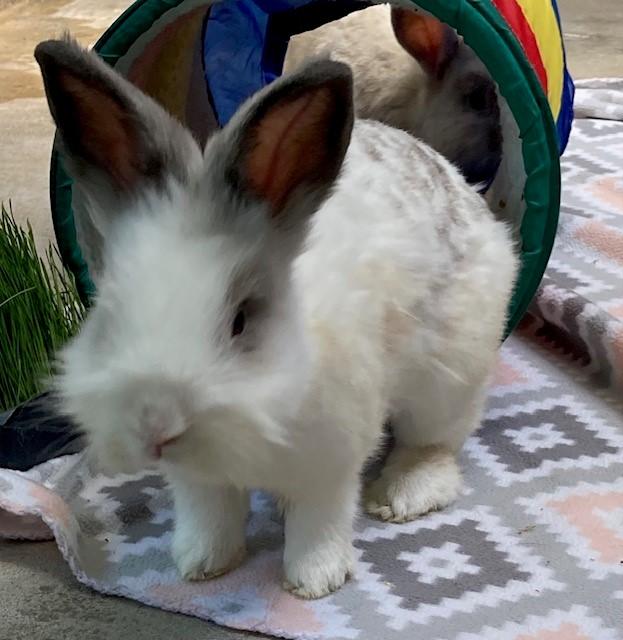 Enlarge Mojo and Dojo, a Adopted Bunny Rabbit in Quilcene, WA image 3/4