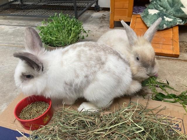 Enlarge Mojo and Dojo, a Adopted Bunny Rabbit in Quilcene, WA image 4/4
