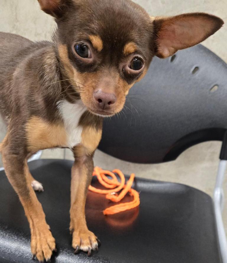 Coco & Canela, Adoptable, Young Female Chihuahua.