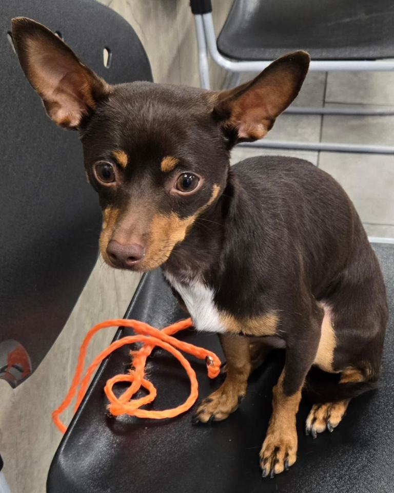 Coco & Canela, a Adoptable Chihuahua in San Antonio, TX image 2/3