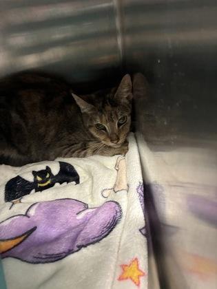 Skimbleshanks (E29), Adoptable, Adult Female Domestic Short Hair & Domestic Short Hair.