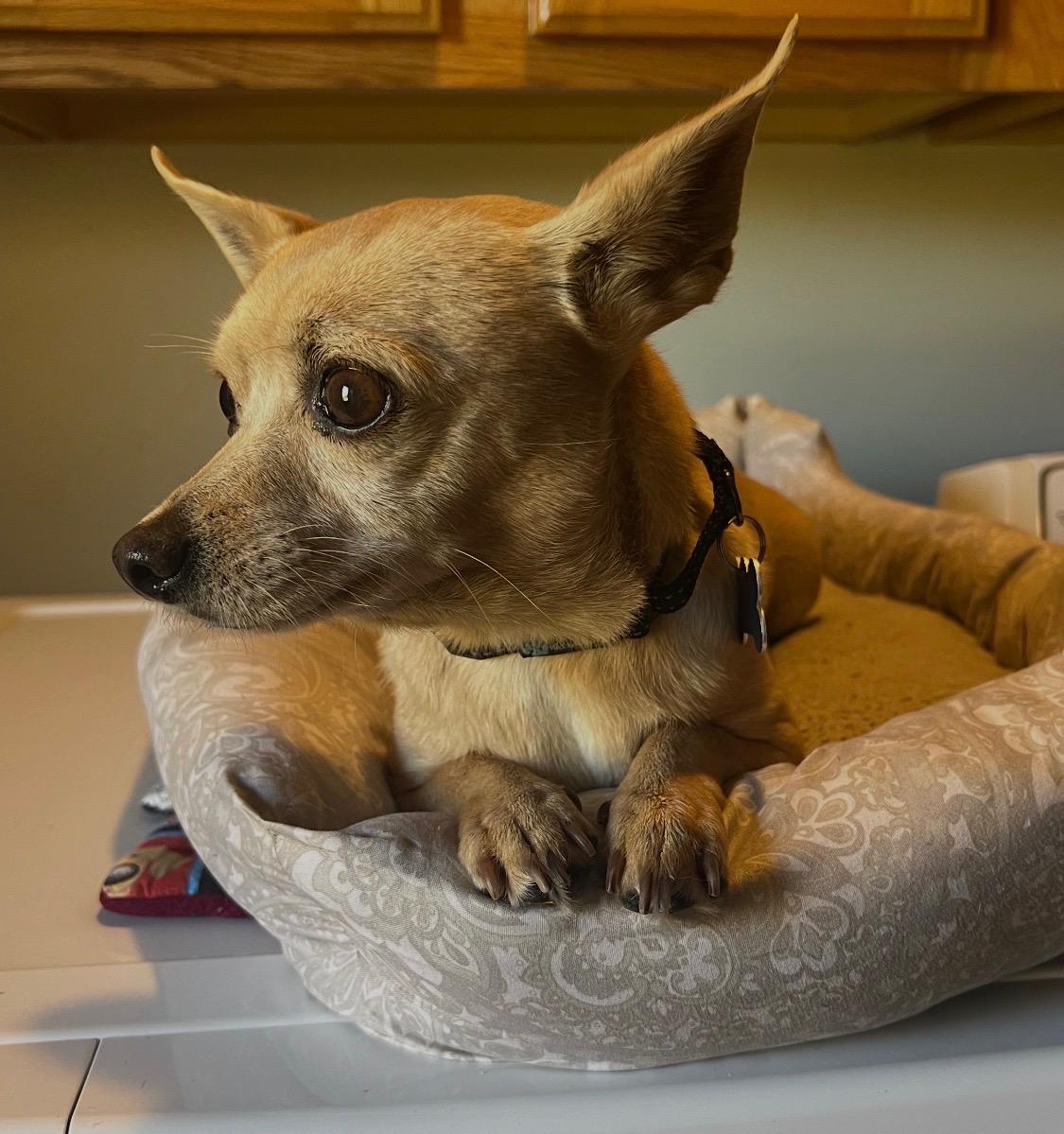Enlarge Ocean Water, a Adopted Chihuahua in Armada, MI image 3/3