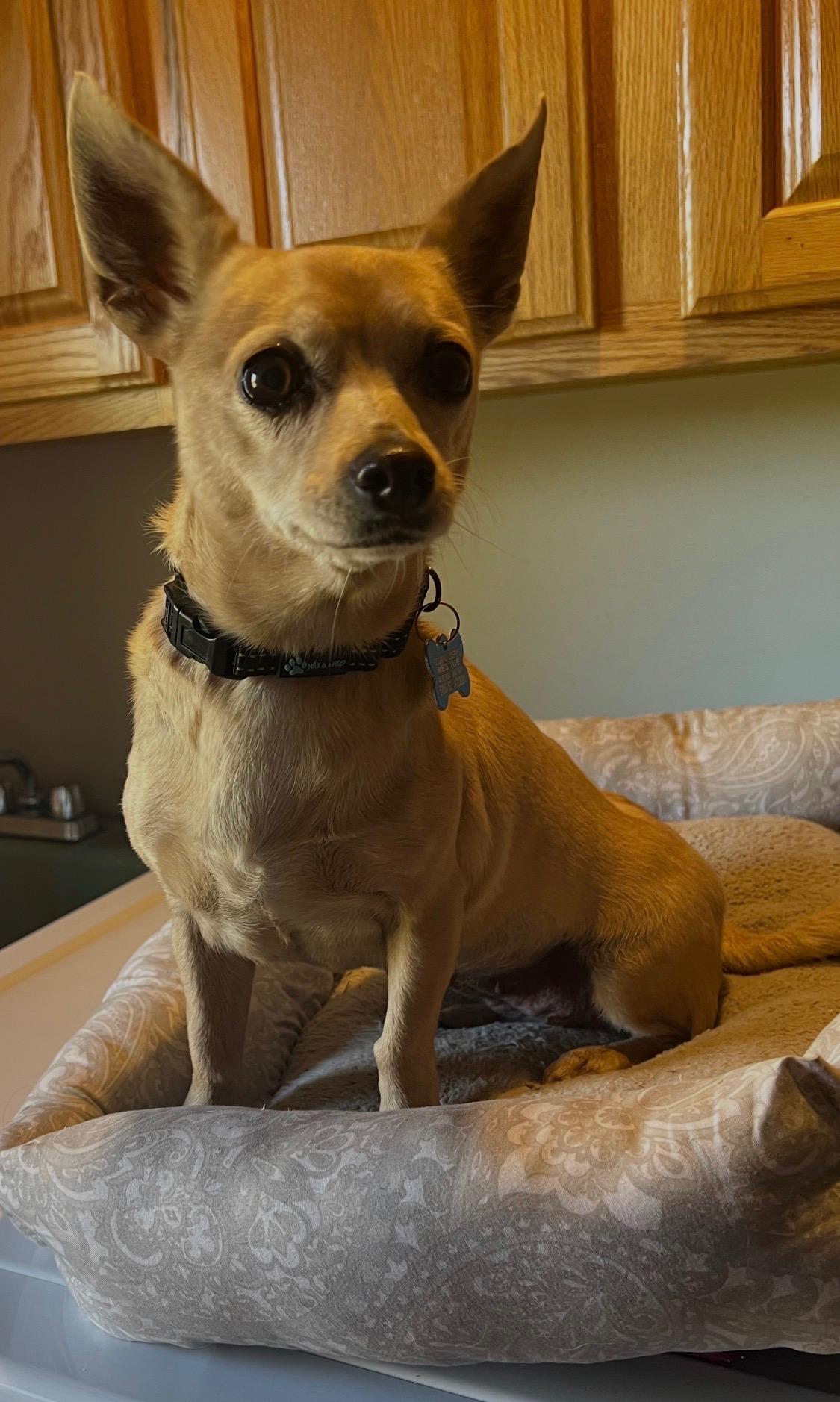 Enlarge Ocean Water, a Adopted Chihuahua in Armada, MI image 2/3