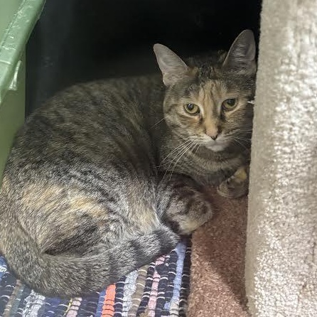 Lola, ADOPTABLE, Adult Female American Shorthair.