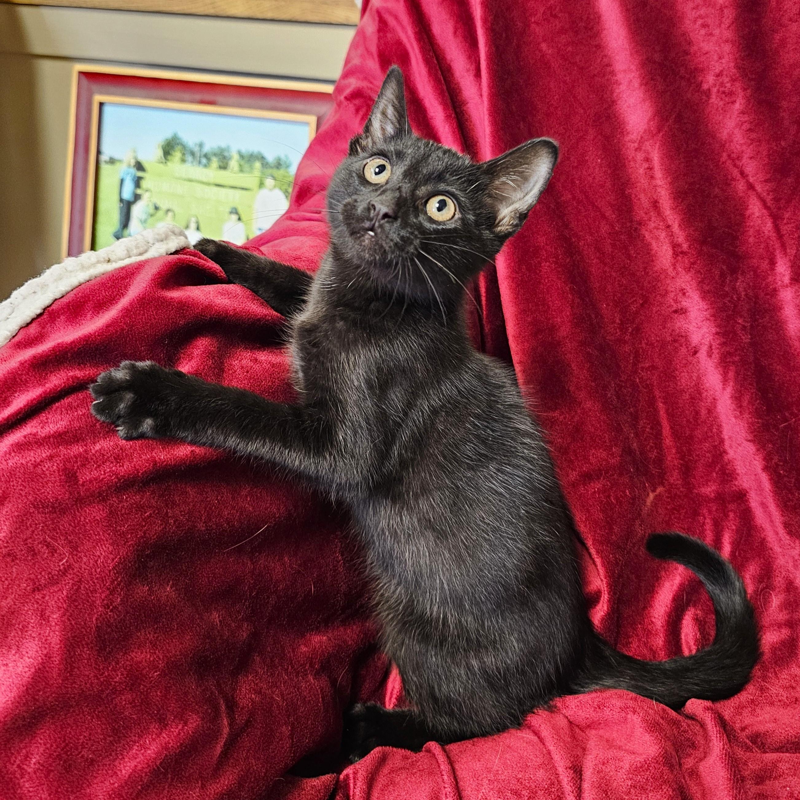 Binx photo