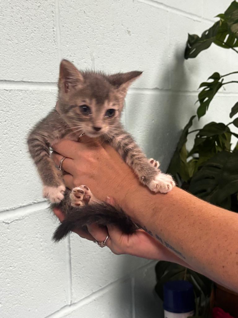 Pansy, Adoptable, Kitten Female Domestic Short Hair.