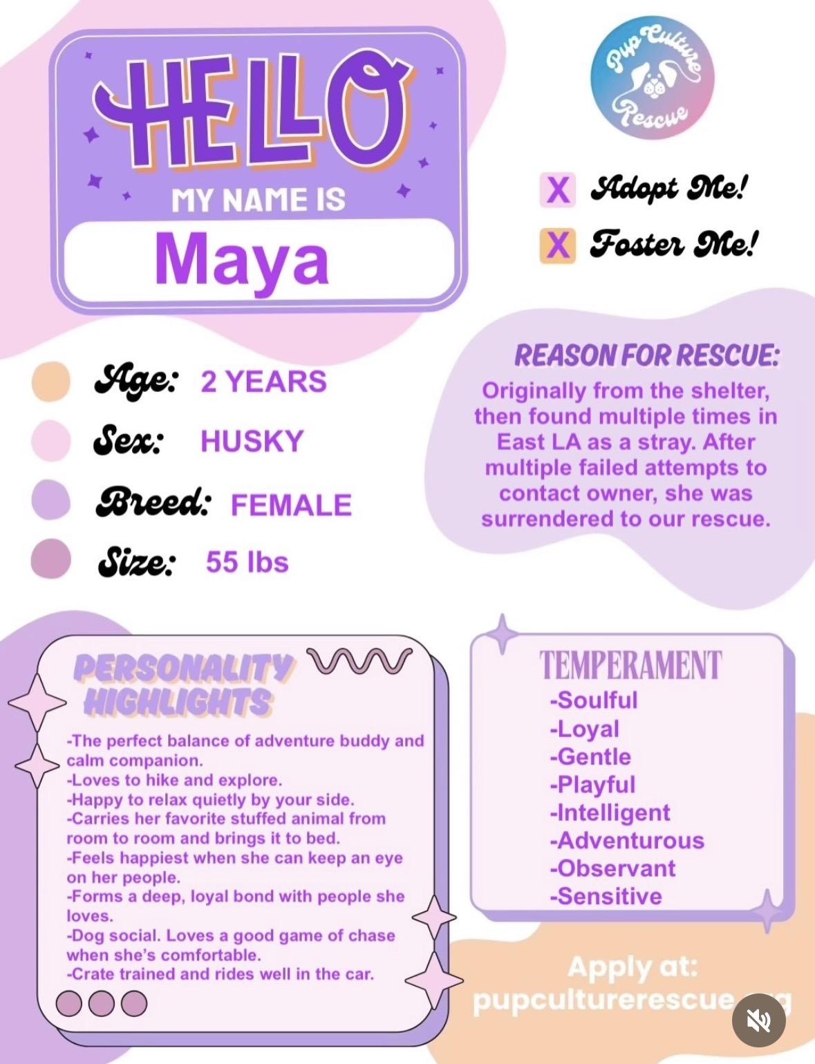 Maya, a Adoptable mixed breed in Pasadena, CA image 2/6