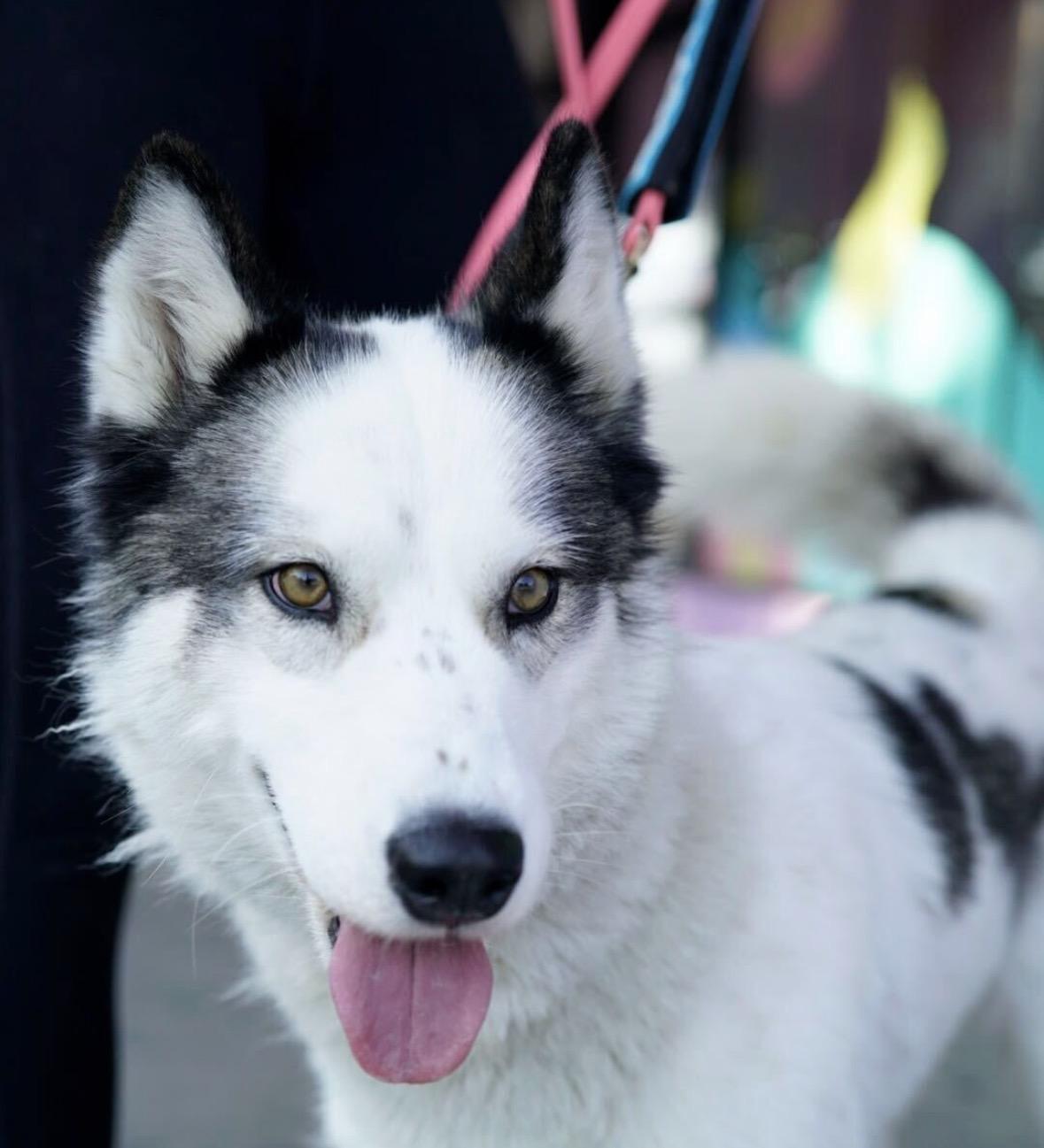 Maya, a Adoptable mixed breed in Pasadena, CA image 5/6
