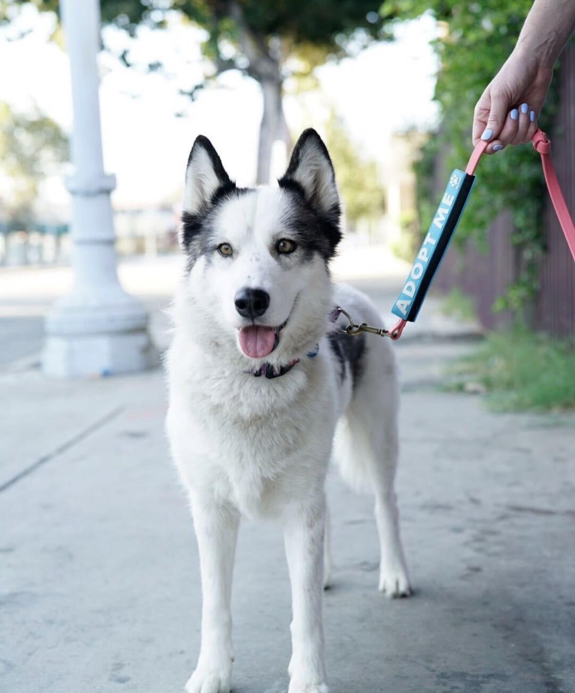 Maya, Adoptable, Adult Female Husky.