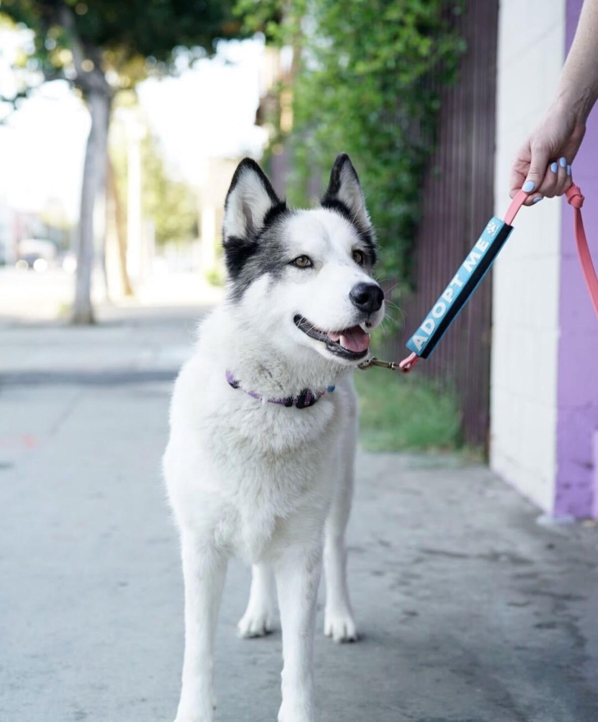 Maya, a Adoptable mixed breed in Pasadena, CA image 3/6