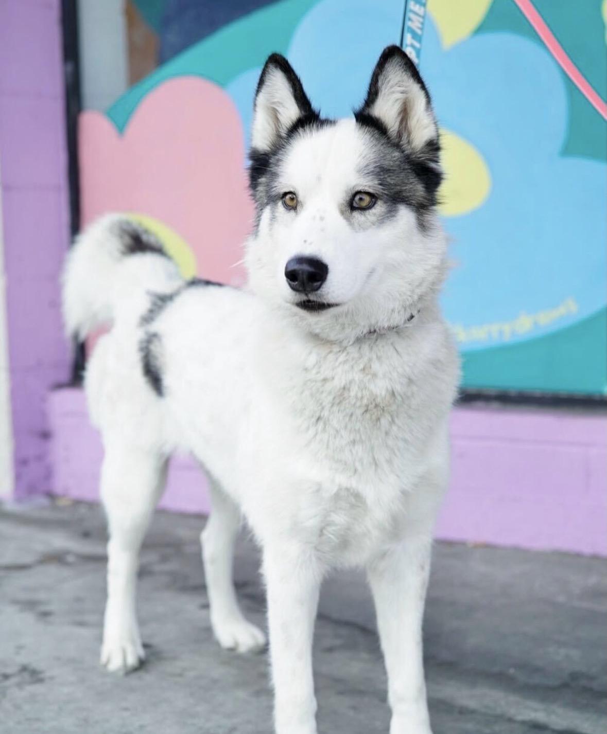 Maya, a Adoptable mixed breed in Pasadena, CA image 4/6