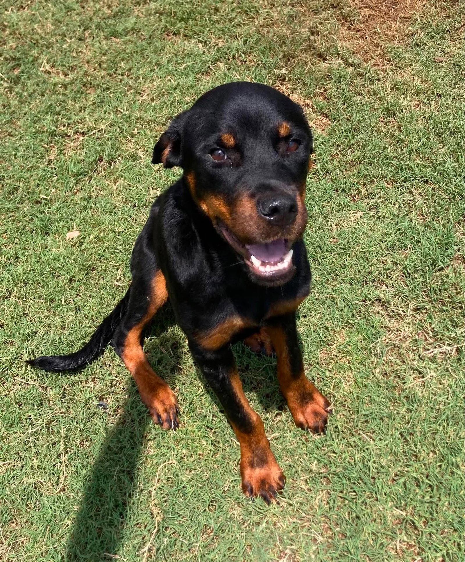Ellie, Adopted, Young Female Rottweiler.
