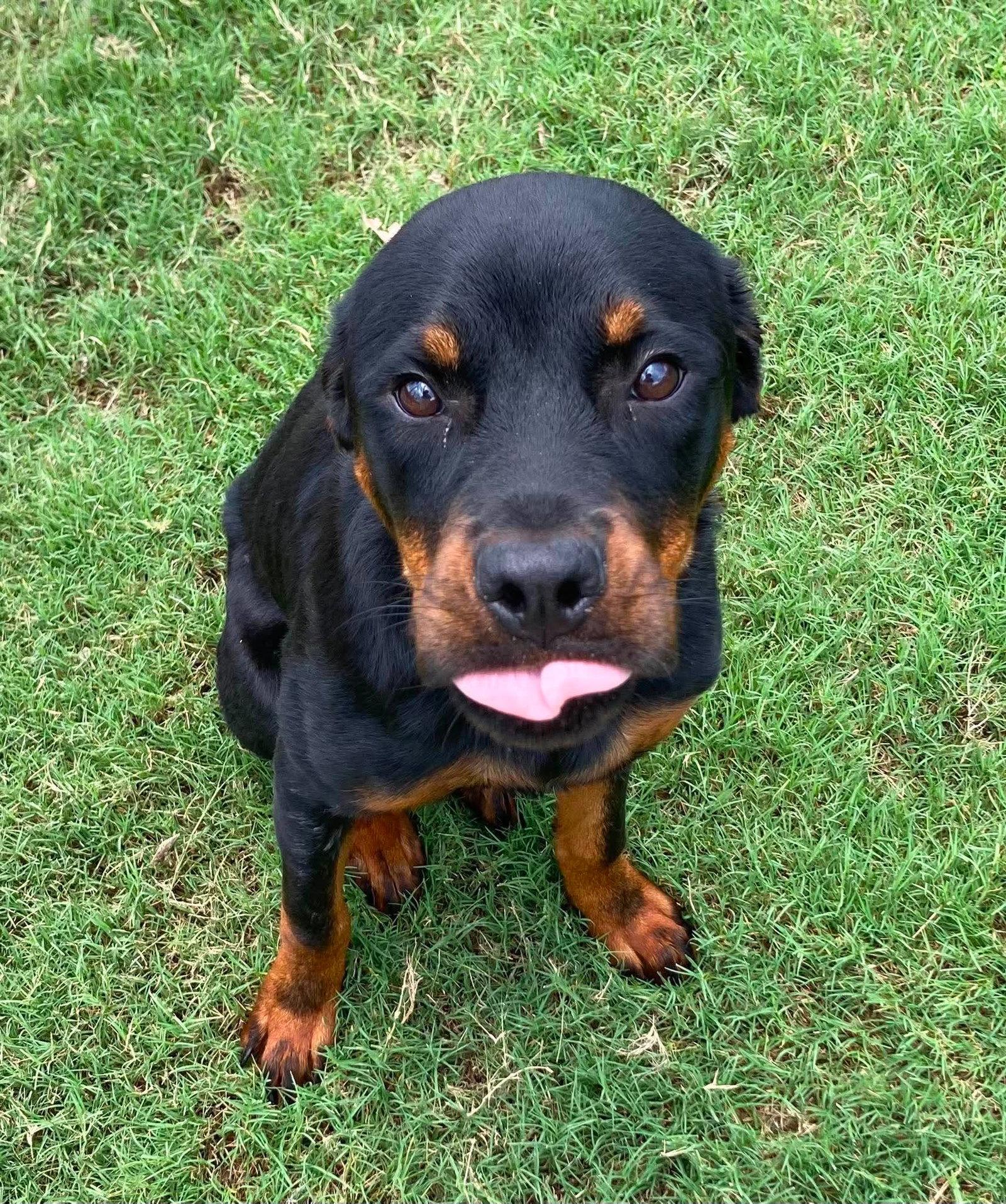 Enlarge Ellie, a Adopted Rottweiler in Hillsboro, NH image 2/2
