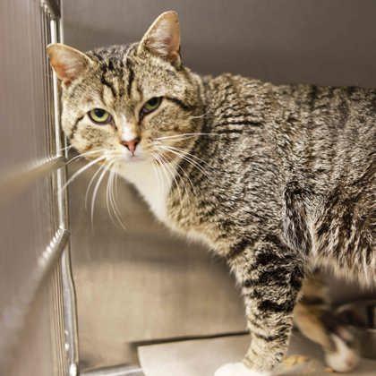 Sherwin, Adoptable, Young Male Domestic Short Hair.