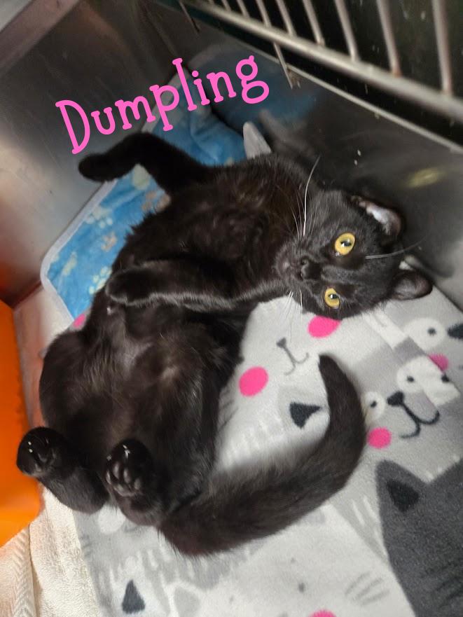 Dumpling, Adoptable, Young Female Domestic Short Hair.
