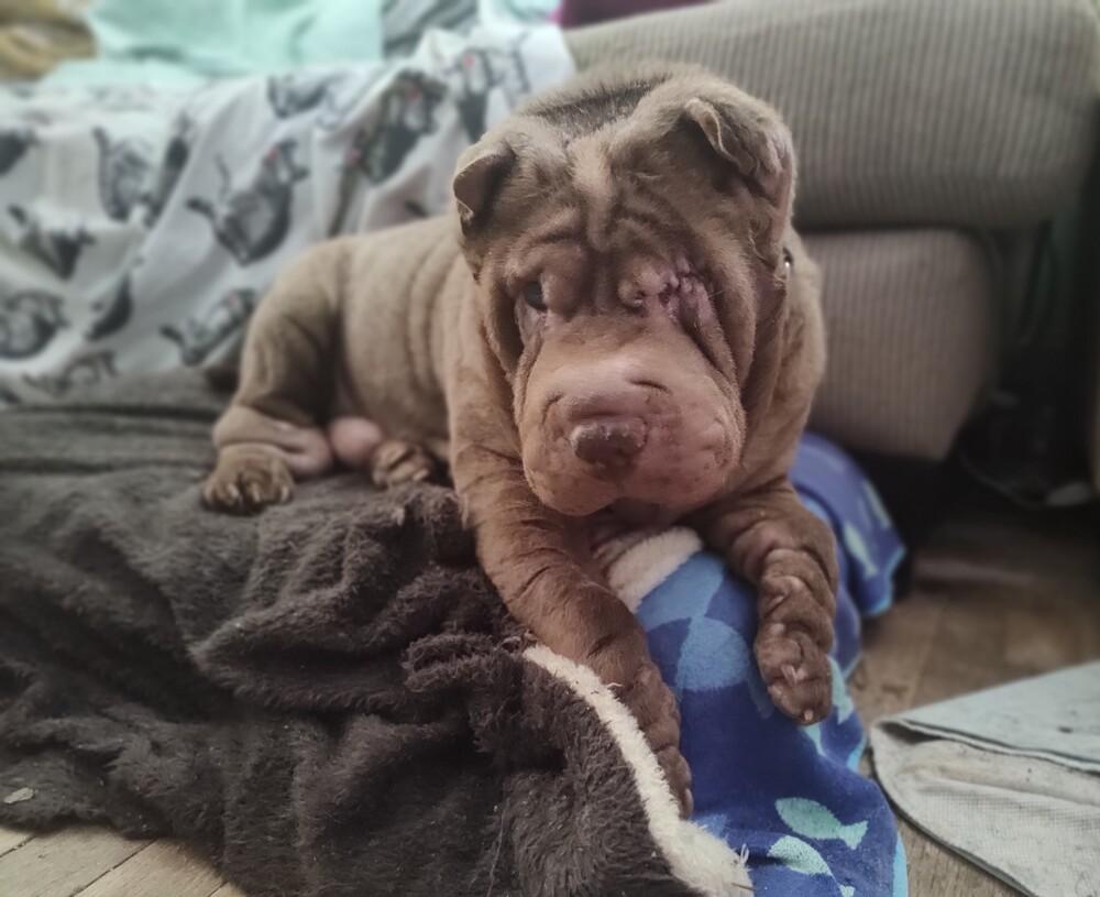 Pea, Adoptable, Adult Female Shar-Pei.