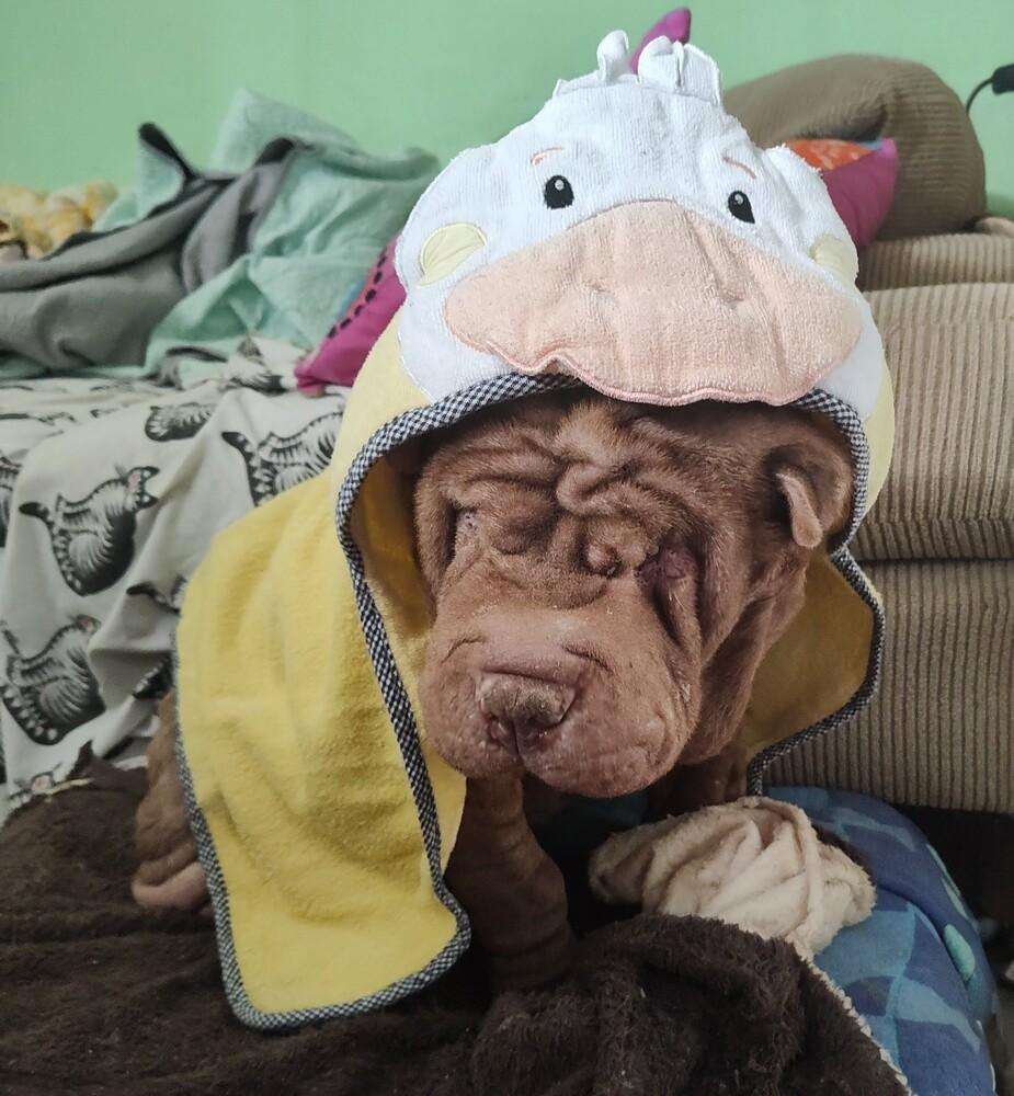 Pea, a Adoptable mixed breed in Wake Forest, NC image 2/5