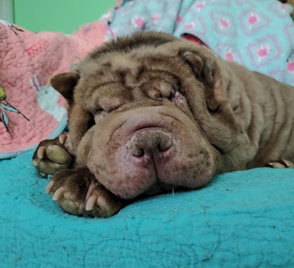 Pea, a Adoptable mixed breed in Wake Forest, NC image 4/5