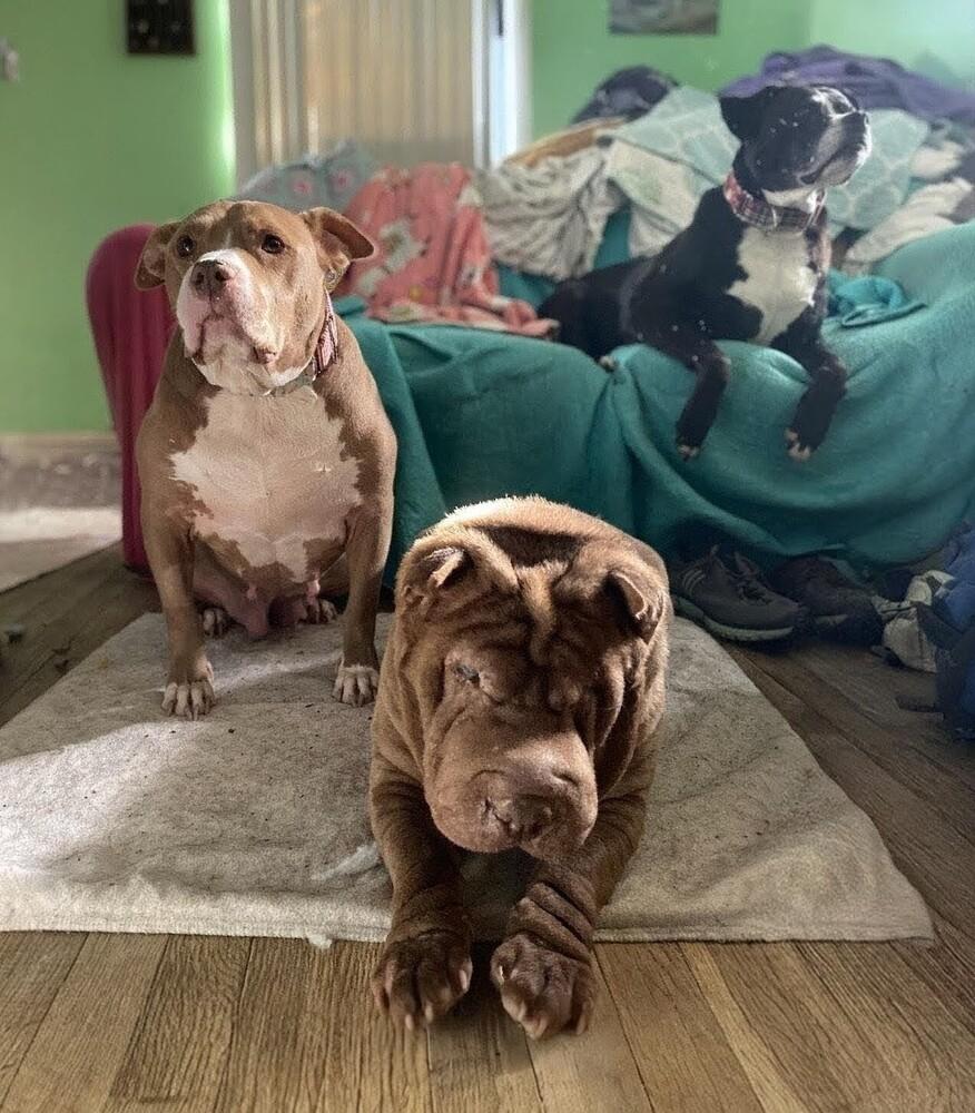 Pea, a Adoptable mixed breed in Wake Forest, NC image 5/5