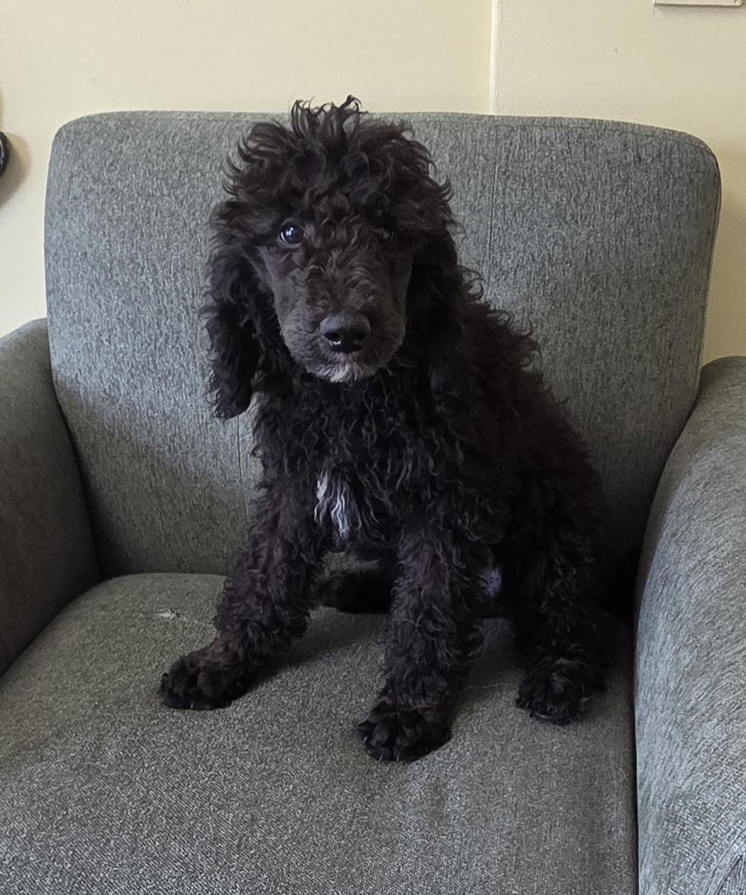 ARIS, an adopted Standard Poodle in Woodsfield, OH image 4/4