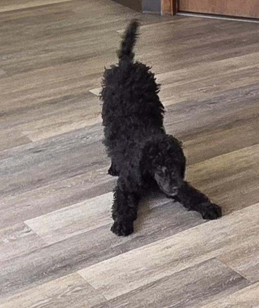 ARIS, adopted, Puppy Female Standard Poodle.