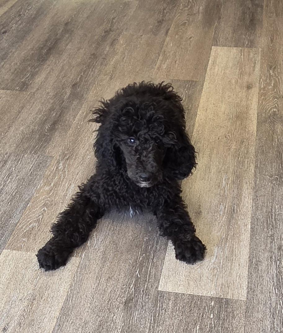 ARIS, an adopted Standard Poodle in Woodsfield, OH image 2/4