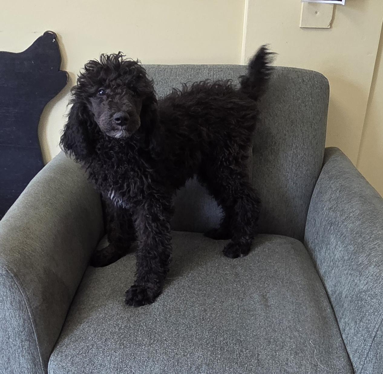 ARIS, an adopted Standard Poodle in Woodsfield, OH image 3/4