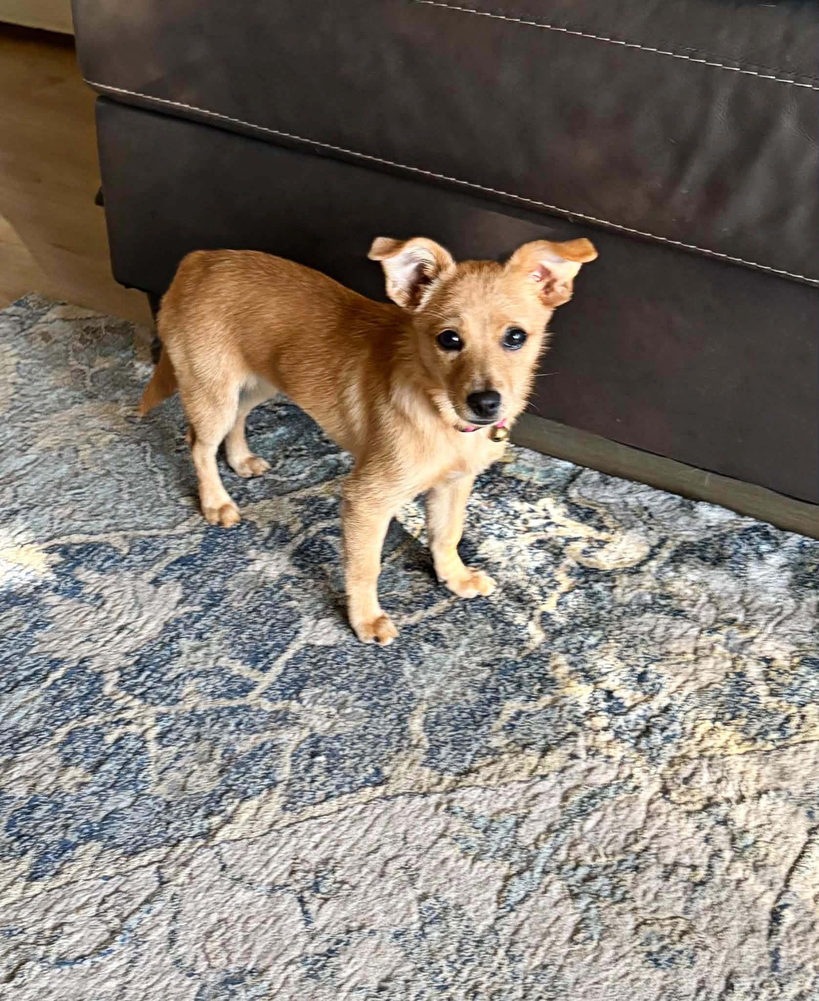 Enlarge Nellie, a Adoptable mixed breed in Yuba City, CA image 2/3