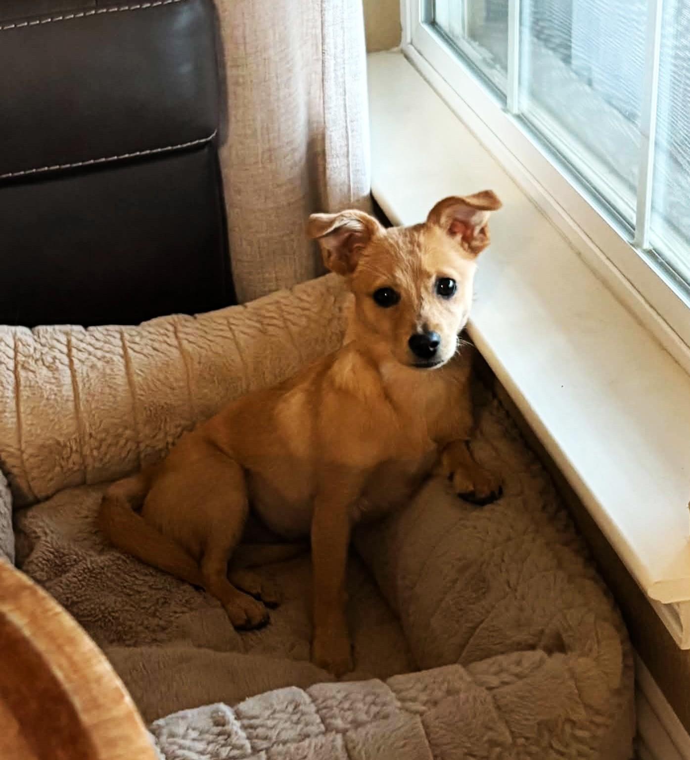 Enlarge Nellie, a Adoptable mixed breed in Yuba City, CA image 1/3