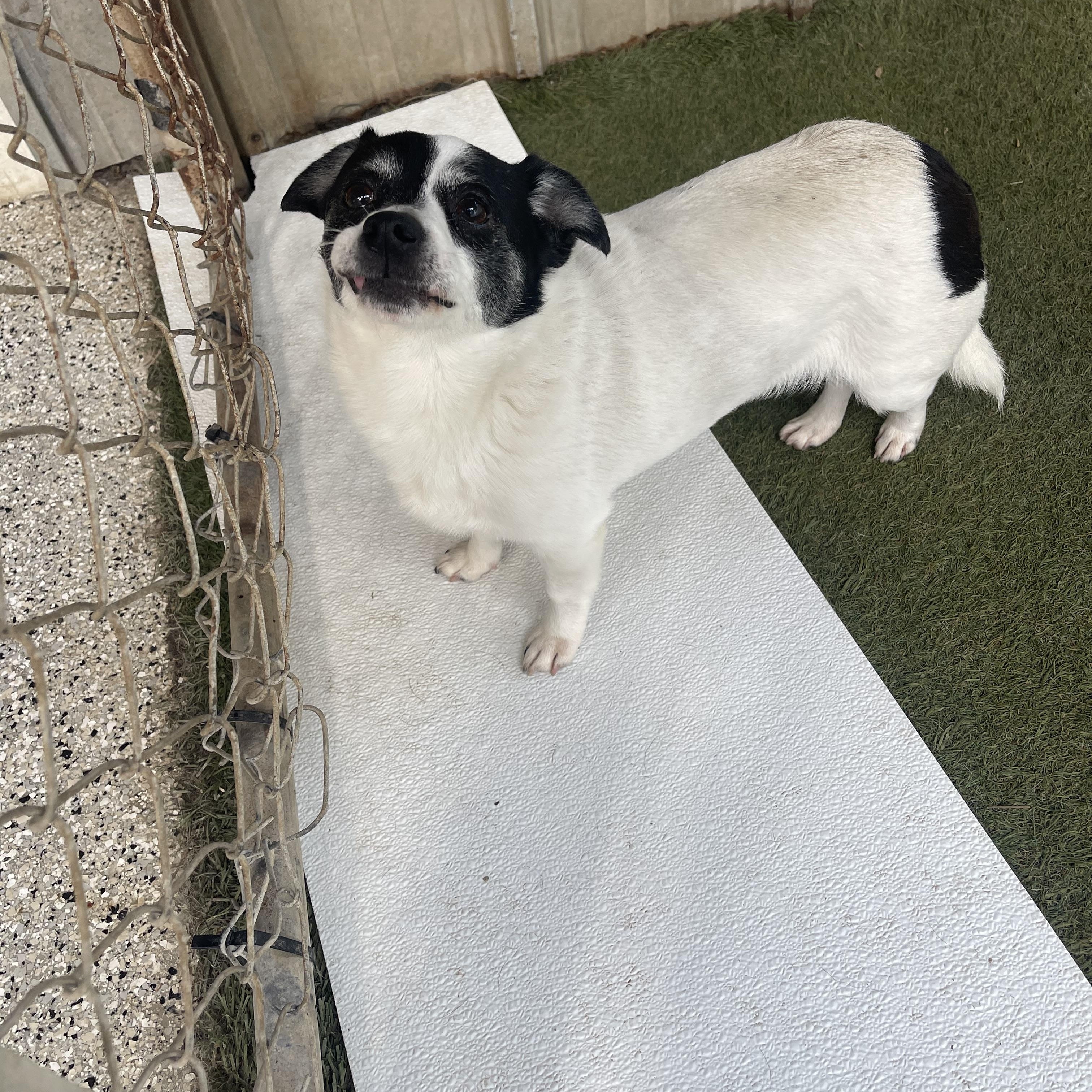 Precious, an adopted Chihuahua in Baton Rouge, LA image 3/5