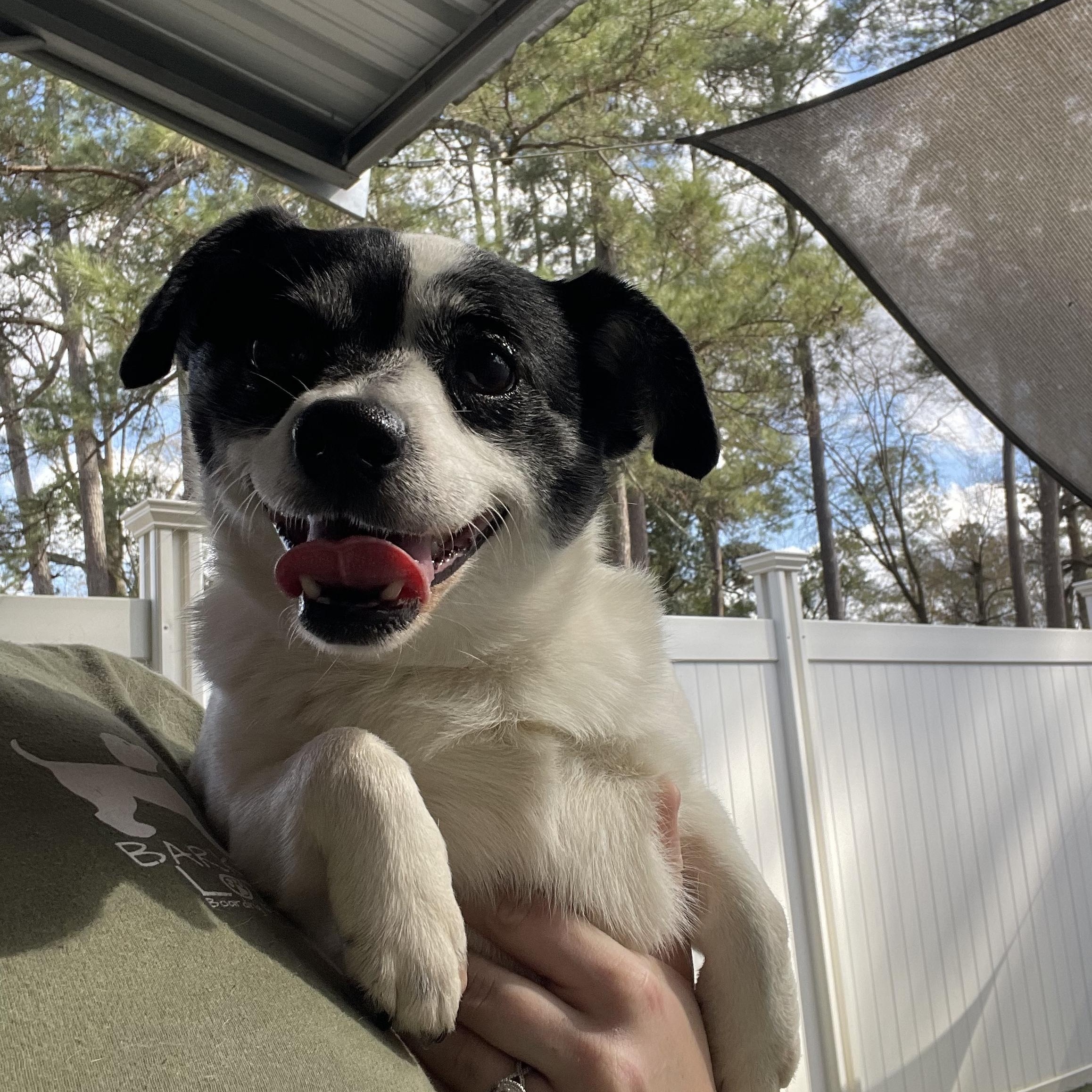 Precious, an adopted Chihuahua in Baton Rouge, LA image 4/5