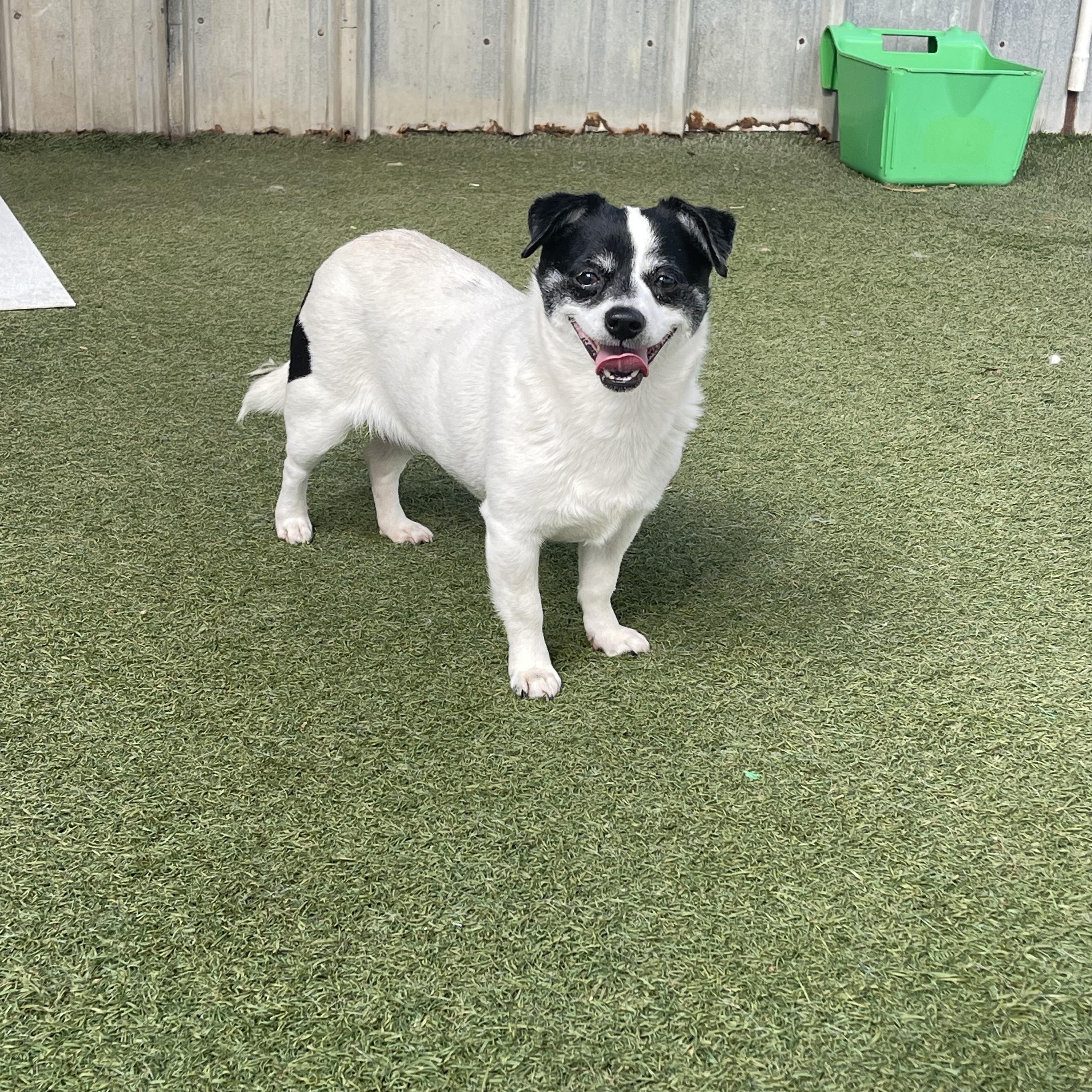 Precious, an adopted Chihuahua in Baton Rouge, LA image 5/5