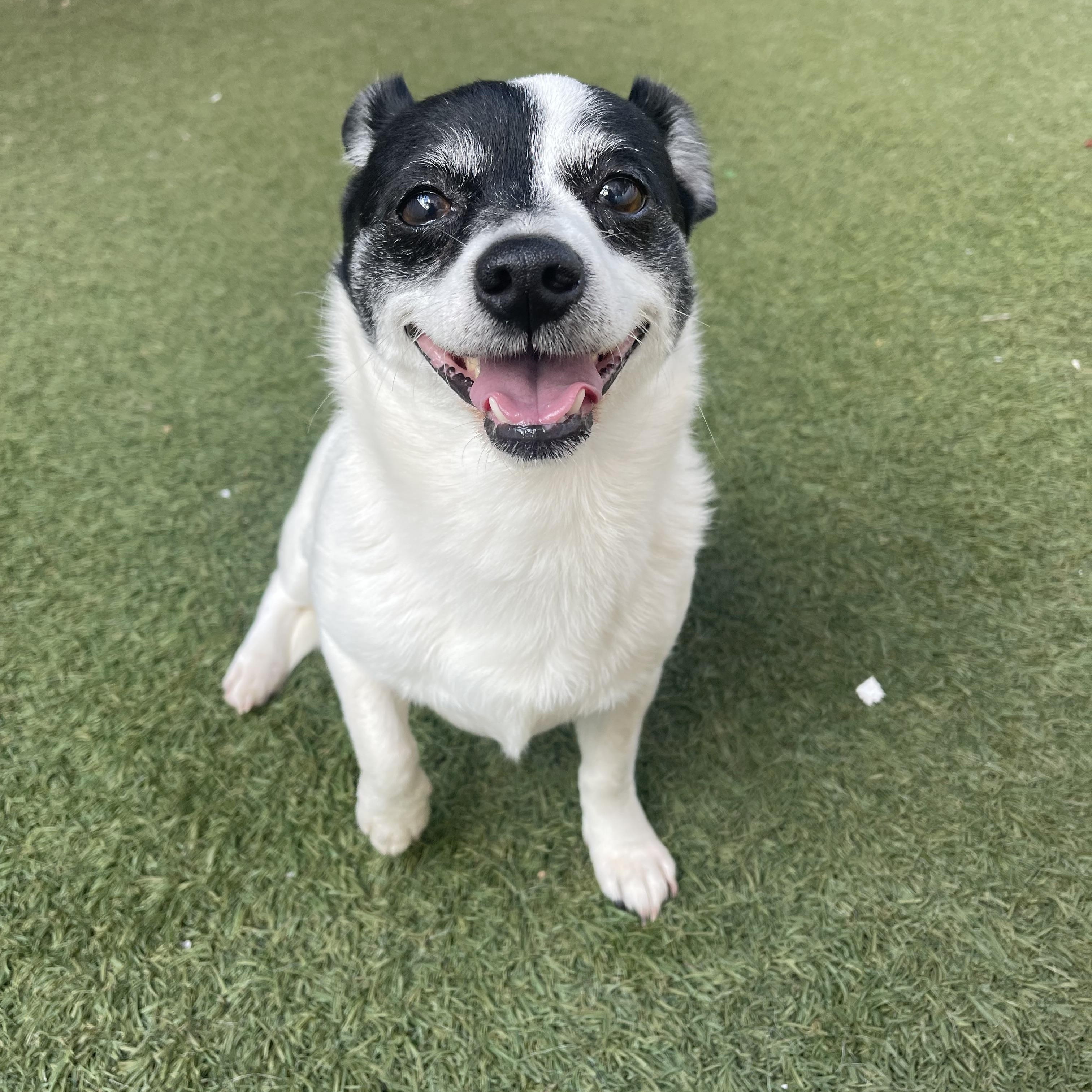 Precious, an adopted Chihuahua in Baton Rouge, LA image 1/5