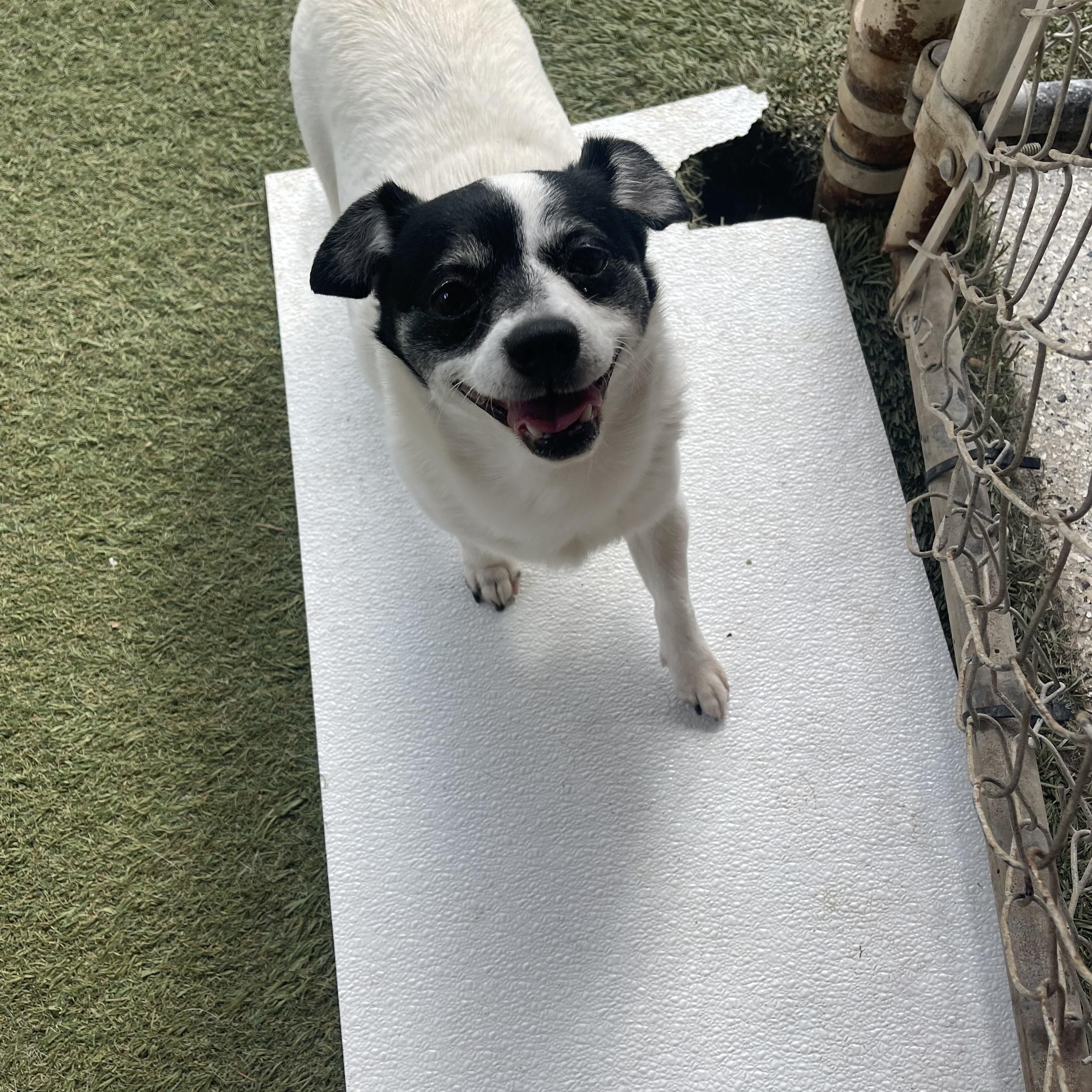 Precious, an adopted Chihuahua in Baton Rouge, LA image 2/5