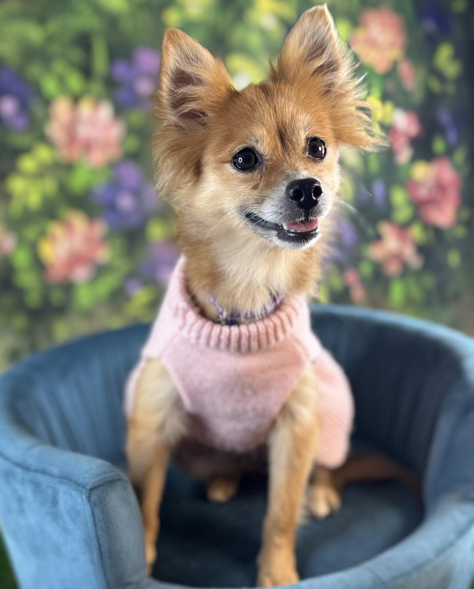 Daisy Duke, Adoptable, Young Female Pomeranian.